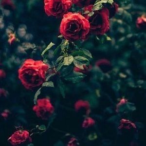 Meet your Posher, Bridgette